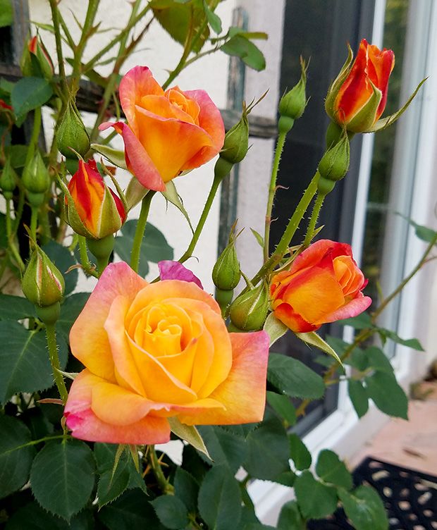 Joseph's Coat Climbing Rose