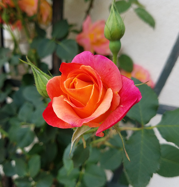 Joseph's Coat Climbing Rose
