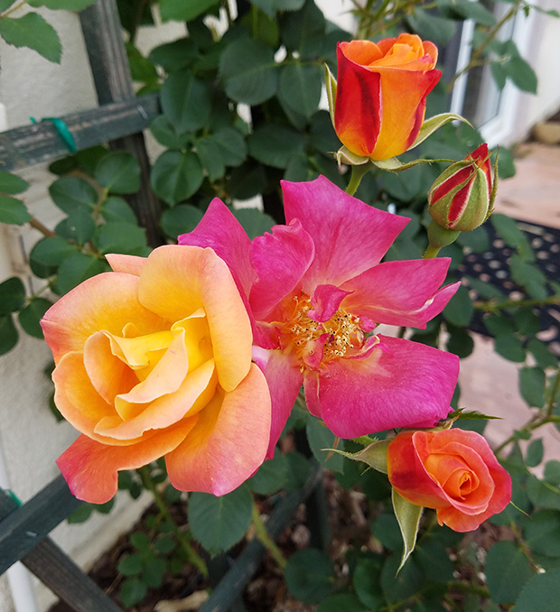 Joseph's Coat Climbing Rose